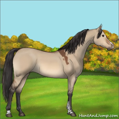 Horse Color:Bay Dun Sabino 