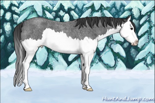 Horse Color:Blue Roan Splash 