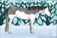 Horse Color:Blue Roan Splash 