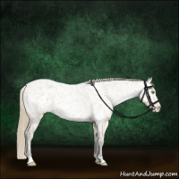 Horse Color:Amber Cream Champagne Appaloosa 