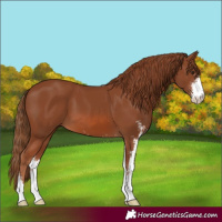 Horse Color:Chestnut Sabino