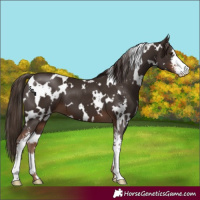 Horse Color:White Spotted Liver Chestnut Sabino