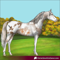 Horse Color:White Spotted Chocolate Palomino Sabino Appaloosa