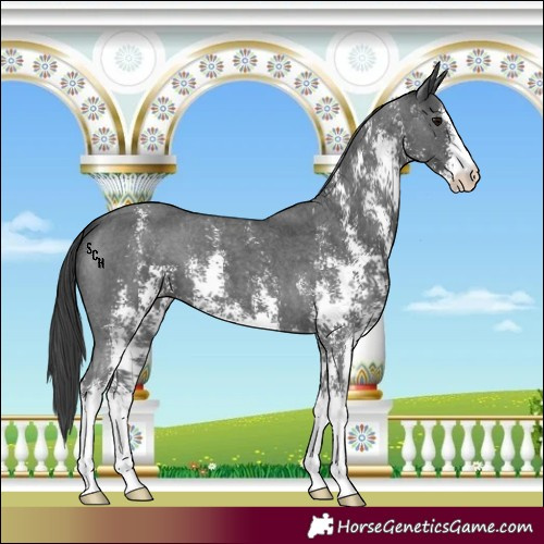 Horse Color:Black Sabino Appaloosa 