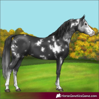 Horse Color:White Spotted Black Sabino