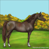 Horse Color:Liver Chestnut Sabino 