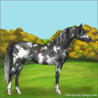 Horse Color:White Spotted Black 