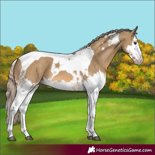 Horse Color:Chocolate Palomino Dun Splash Tobiano 