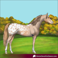 Horse Color:Chestnut Appaloosa 
