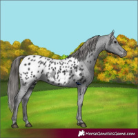 Horse Color:Black Appaloosa 