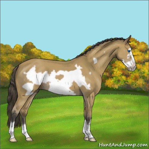 Horse Color:Buckskin Frame 