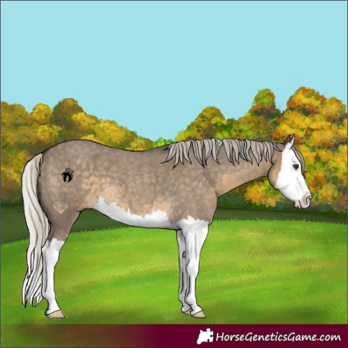 Horse Color:Silver Smoky Grullo Roan Splash
