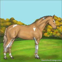Horse Color:White Spotted Palomino Tobiano 