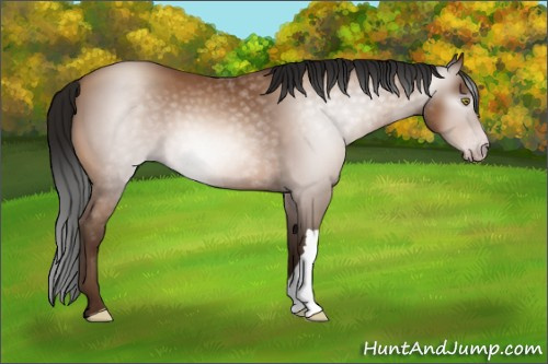 Horse Color:Gray Sable Champagne