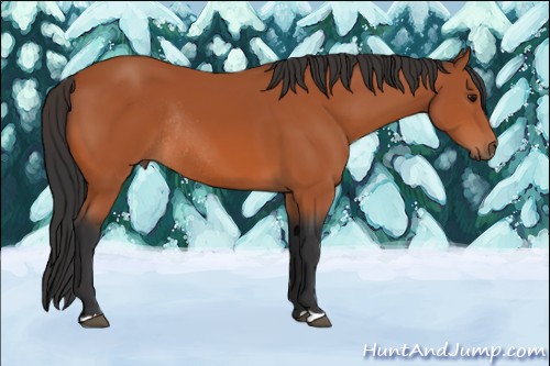 Horse Color:Bay Rabicano 