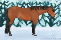 Horse Color:Bay Rabicano