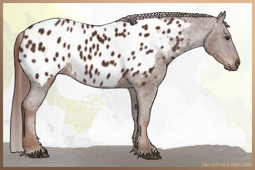Horse Color:Gray Chestnut Near Leopard 