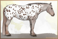 Horse Color:Gray Chestnut Near Leopard 