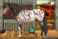 Horse Color:Bay Appaloosa