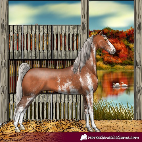 Horse Color:White Spotted Silver Bay 