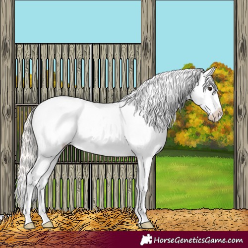 Horse Color:Silver Bay Appaloosa 