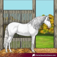 Horse Color:Silver Bay Appaloosa