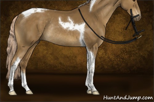 Horse Color:Chocolate Palomino Tobiano Rabicano