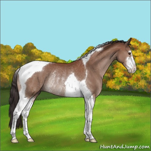 Horse Color:Bay Sabino Tobiano Rabicano 
