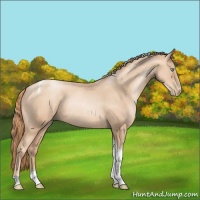 Horse Color:Gold Champagne Pearl Sabino Tobiano Rabicano 