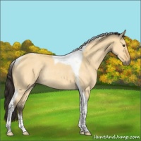 Horse Color:Buckskin Dun Tobiano Rabicano 