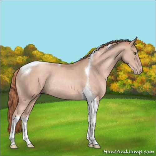 Horse Color:Gold Champagne Sabino Tobiano Rabicano 