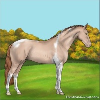 Horse Color:Gold Champagne Sabino Tobiano Rabicano 
