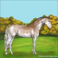 Horse Color:Silver Buckskin Splash Tobiano Rabicano 
