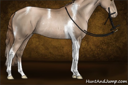 Horse Color:Liver Chestnut Pearl Sabino Tobiano Rabicano
