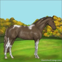 Horse Color:Chocolate Palomino Sabino Tobiano Rabicano