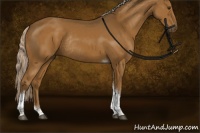 Horse Color:Chocolate Palomino Tobiano Rabicano