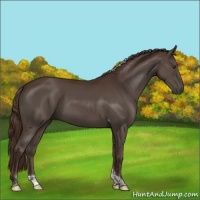 Horse Color:Liver Chestnut Tobiano Rabicano 