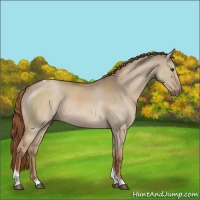 Horse Color:Red Dun Tobiano Rabicano