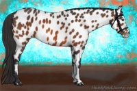Horse Color:Bay Appaloosa 