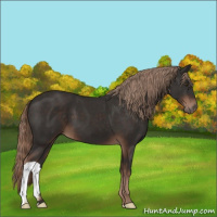 Horse Color:Liver Chestnut 