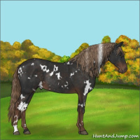 Horse Color:White Spotted Liver Chestnut Rabicano 