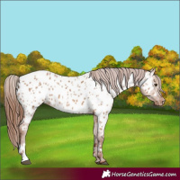 Horse Color:Red Dun Appaloosa and Red Dun Appaloosa