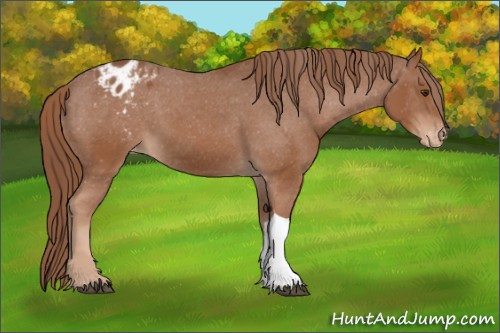Horse Color:Chestnut Appaloosa 