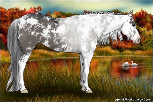 Horse Color:Grullo Sabino