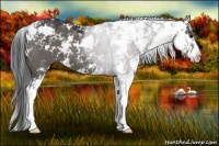 Horse Color:Grullo Sabino 