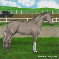 Horse Color:Silver Grullo 