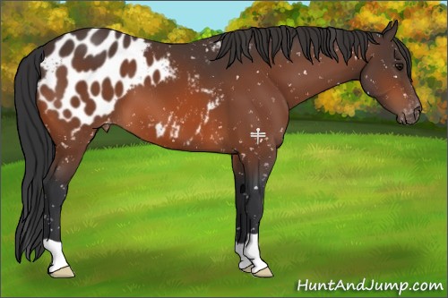 Horse Color:Bay Appaloosa 