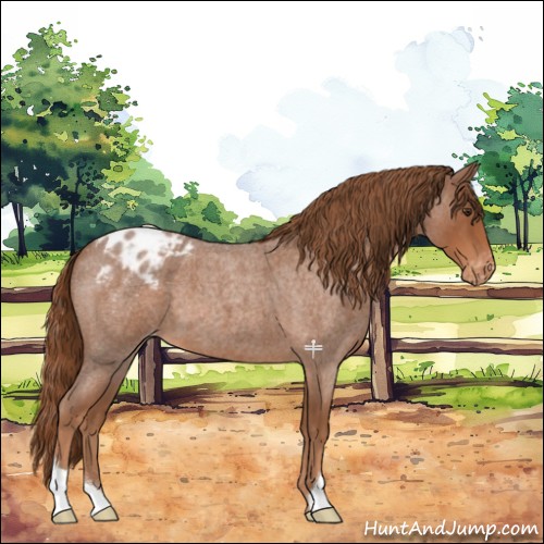 Horse Color:Red Roan Appaloosa 