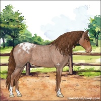 Horse Color:Red Roan Appaloosa 