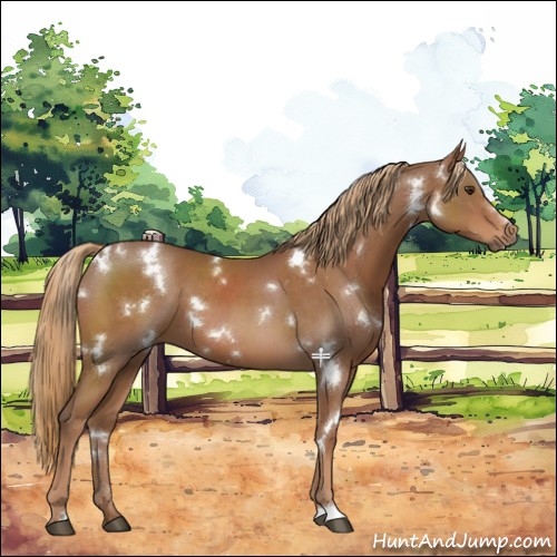 Horse Color:White Spotted Chestnut 